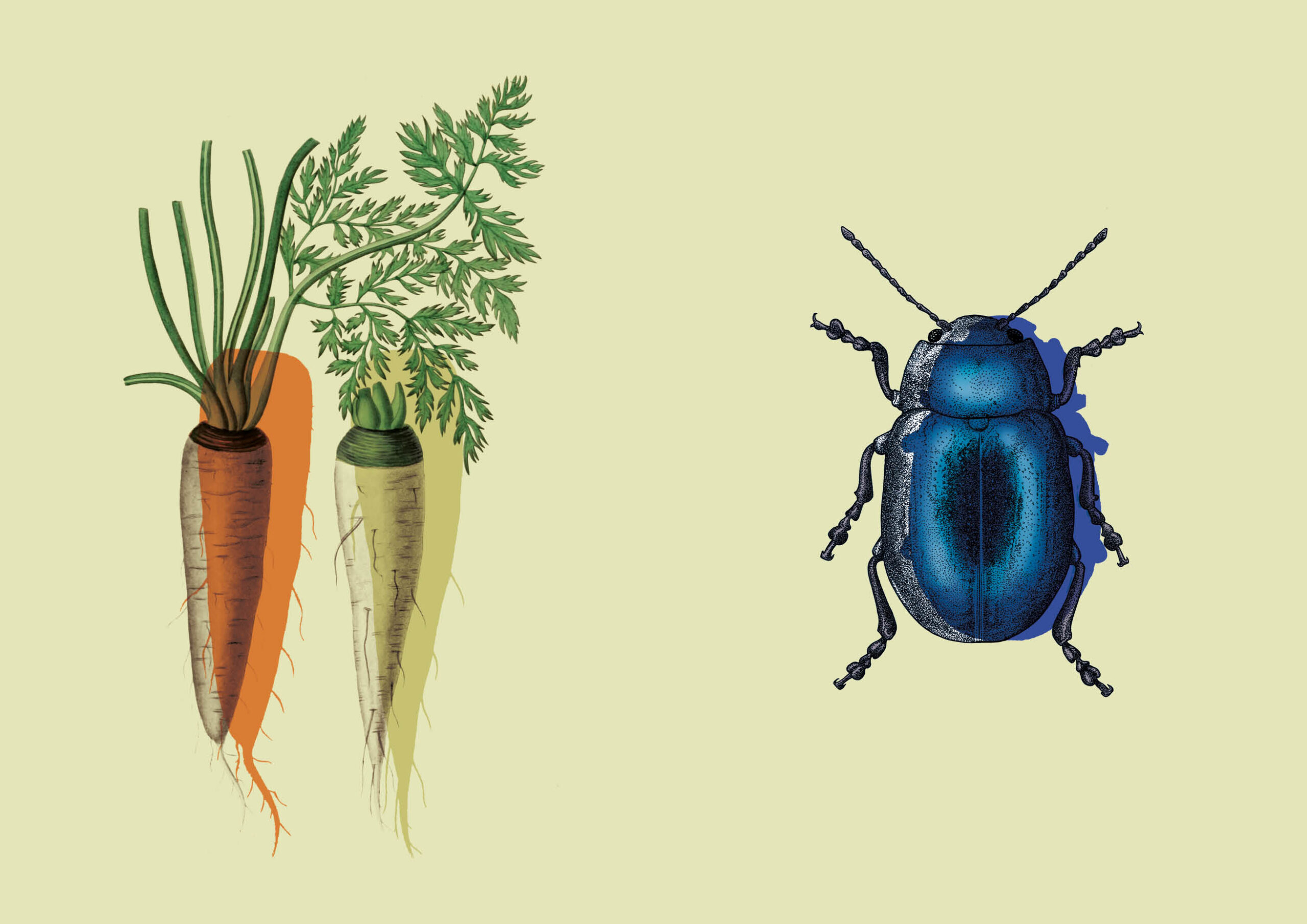 illustraties7