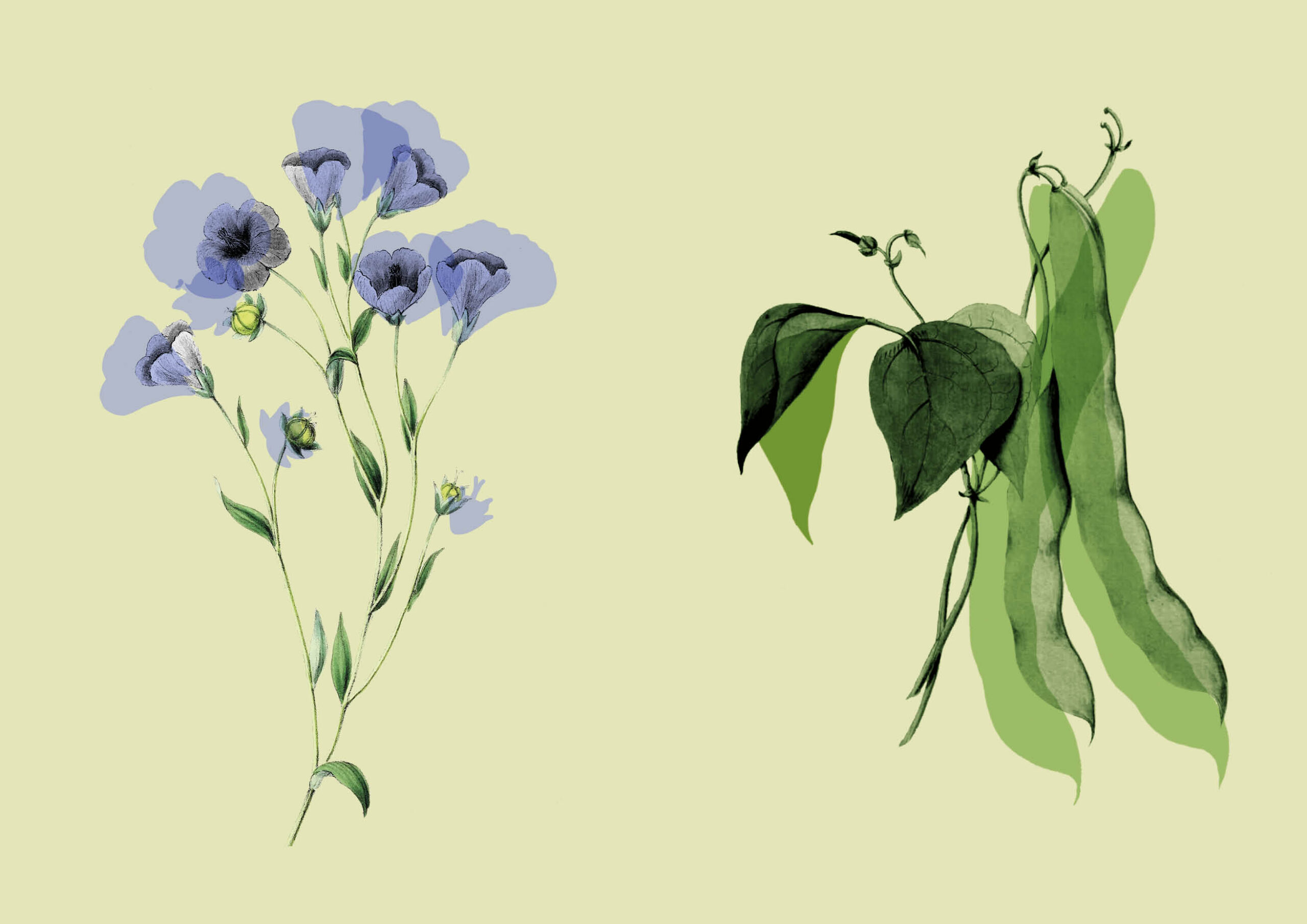 illustraties72